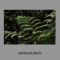 rainforest plants